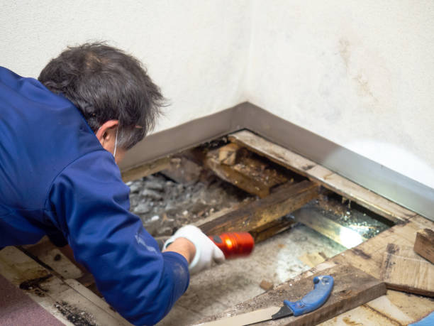 Best Certified Mold Removal  in Somerton, AZ
