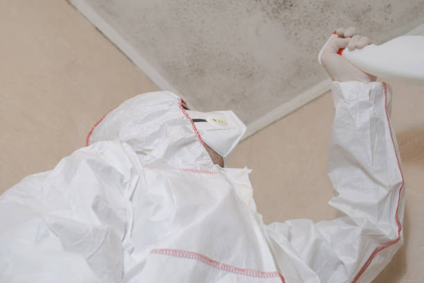 Best Attic Mold Removal  in Somerton, AZ