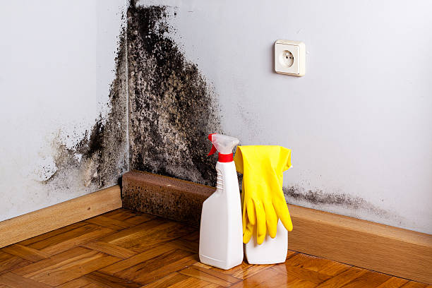 Best Best Mold Removal Companies  in Somerton, AZ